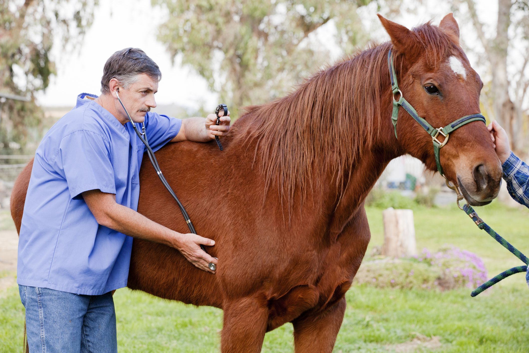 how to take care of horse eye